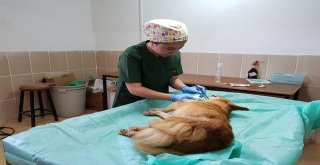 Yaralı Köpeğe Belediye Ekipleri Sahip Çıktı