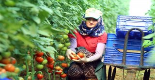 Antalyada Güzlük Domates Hasadı Başladı