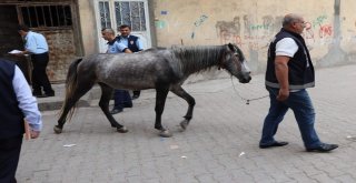 Siirt Kent Merkezinde Bulunan Ahırlar Mühürlendi