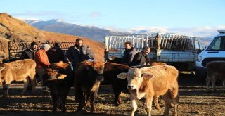 Oltu Canlı Hayvan Pazarında Yaprak Kımıldamadı