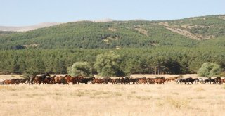 Doğa Ve Termal Turizm İç İçe Olacak