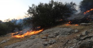 Mersinde Zeytinlik Ve Ormanlık Alanda Yangın