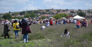 Kareside Lavanta Hasadı Yapıldı