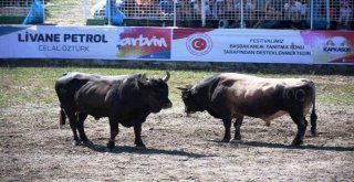 Araba Fiyatına Boğalar Artvin Festivalinde Sahneye Çıktılar