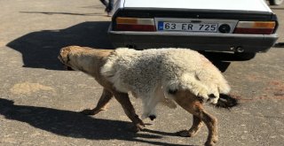 Sıcakta Köpeğe Kuzu Postu Giydirdiler