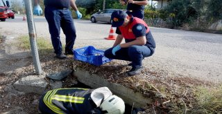 Boğulmak Üzere Olan Yavru Köpekleri İtfaiye Kurtardı