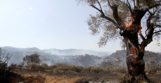 Yangın, Tarım Arazisinde Başlayıp Ormana Sıçradı