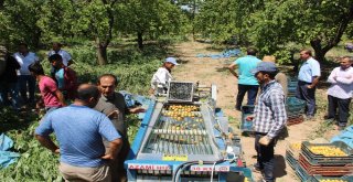 Kayısıda Mobil Sınıflama Ve Kasalama Dönemi