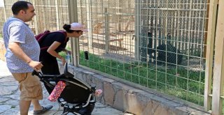 Hayvanat Bahçesinde Buzlu Meyve Ve Dondurma Servisi