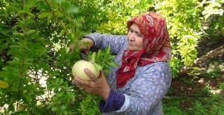 Tescilli Nar Hasadı Başladı