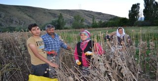 Afyonkarahisarda Haşhaş Hasadı Erken Başladı