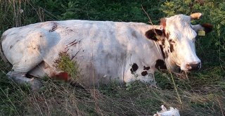 2 Büyükbaş Hayvana Çarpan Araç Hurdaya Döndü