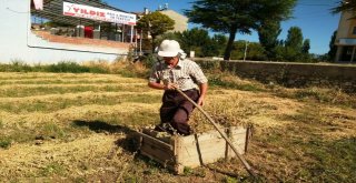 Yem Bitkilerini Sandığa Basarak Balya Yapıyor