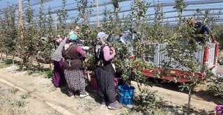 Niğdede Elma Hasadı Başladı