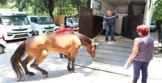 Ölüme Terk Edilen Atı Hayata Bağladılar