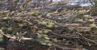 Zeytin Hasadı Buruk Başladı