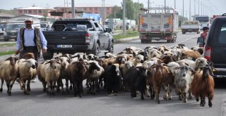 Karsta Kurbanlıklar Pazara İndi