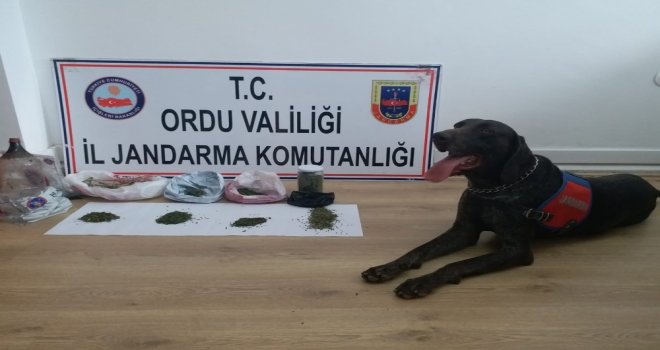 Orduda Uyuşturucu Operasyonu