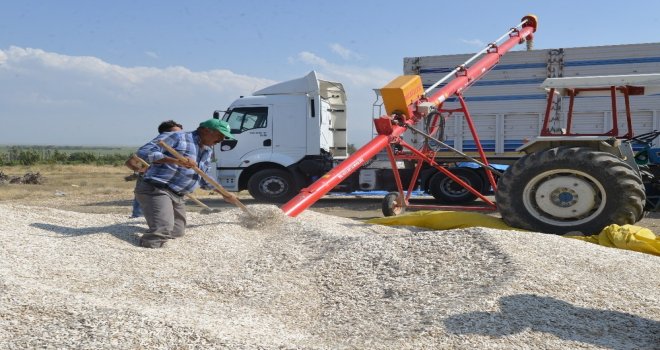 Kayseri Şeker Ayçekirdeği Baş Fiyatını Açıkladı