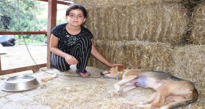 Göğsü Keskin Cisimle Yarılmış Halde Bulunan Köpek Tedavi Altına Alındı