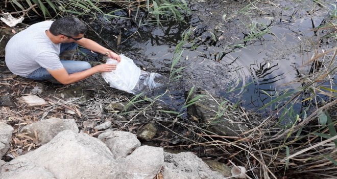 Aydında Göletlere 115 Bin Sazan Balığı Bırakıldı