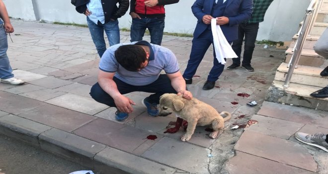 Yaralı Köpeğin Yardımına Başkan Toksoy Ve Hayvanseverler Yetişti