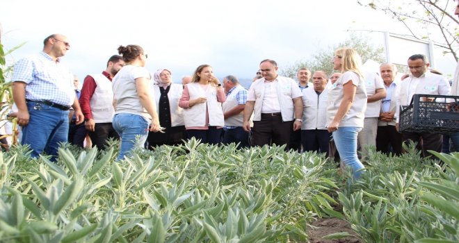 Düzcede Tıbbi Ve Aromatik Bitkilerin Hasadı Yapılıyor