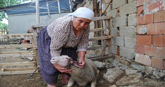 Başıboş Gezen Aç Köpekler Ağıla Saldırdı