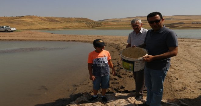 Yaylalardan Sonra Meralara Da Huzur Geldi