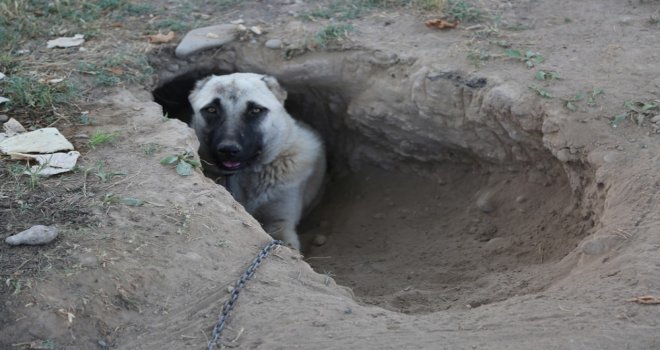 Kangal Köpeği Sıcaktan Korunmak İçin Çukur Kazdı