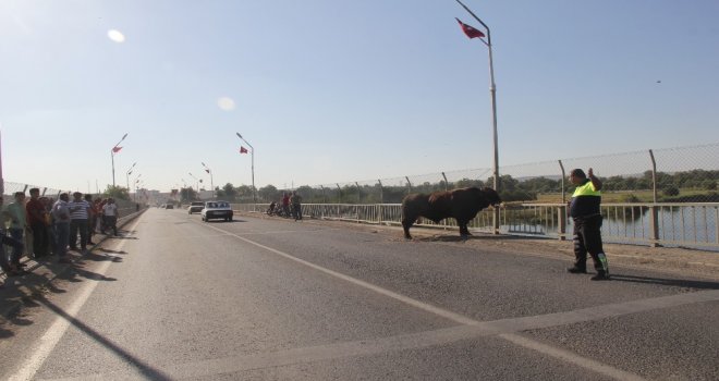 Sahibinin Elinden Kaçan Boğa Trafiği Birbirine Kattı