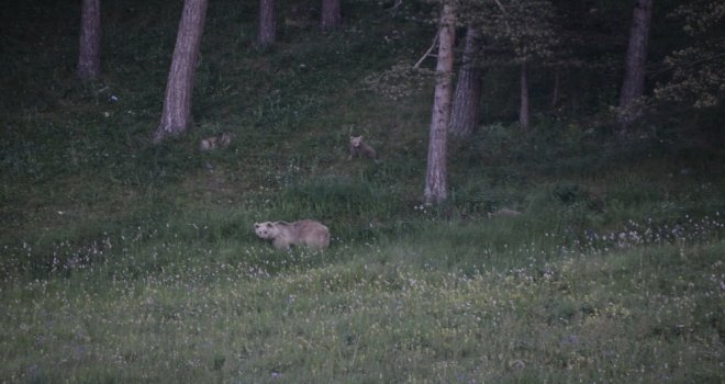 Boz Ayılar Sarıkamışta Görüntülendi