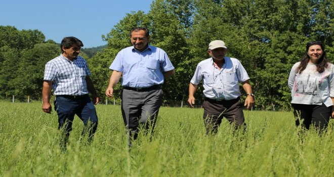 İtalyan Çimi İle Sütte Verim Artırılacak