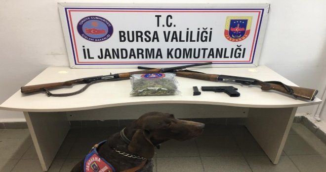 Jandarmadan Çiftliğe Uyuşturucu Baskını