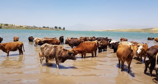 Sıcaktan Bunalan Hayvanlar Baraj Suyunda Serinliyor