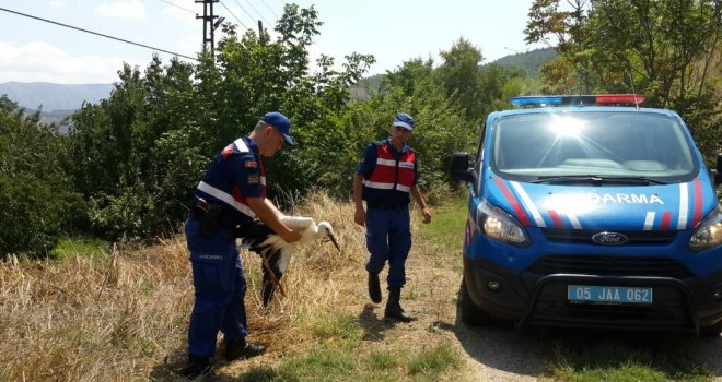 Kanadı Kırık Leyleği Hayata Tutundurmaya Çalıştılar