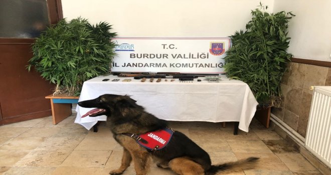 Burdurda Jandarmadan Dedektör Köpekli Uyuşturucu Operasyonu