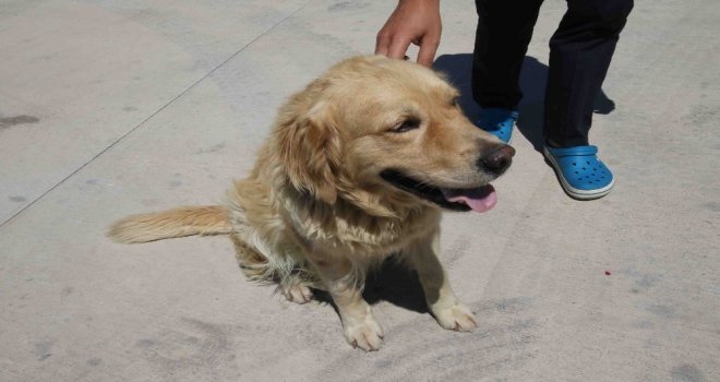 Otomobilin Tamponuna Bağlanan Köpeğe Belediye Sahip Çıktı