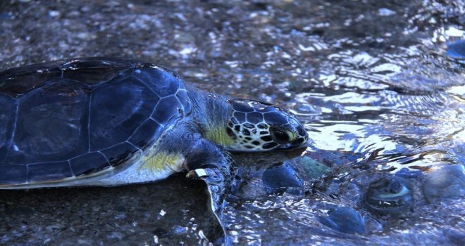 Tedavisi Tamamlanan Deniz Kaplumbağaları Denize Salındı