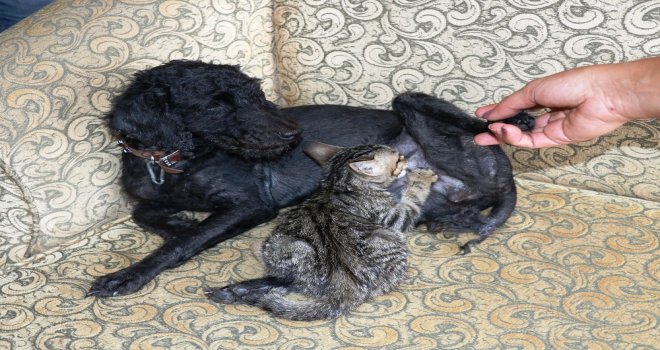 Köpek Yavru Kediyi Emzirip, Annelik Yapıyor