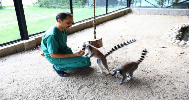 Hayvan Parkındaki Lemurlar İlgi Odağı Oldu