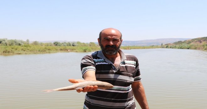 Toplu Balık Ölümlerini Nedeni, Oksijen Azlığı