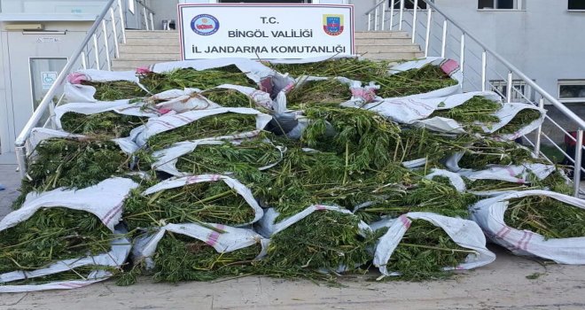 Bingölde 700 Kilo Esrar, 40 Bin Kök Kenevir Ele Geçirildi