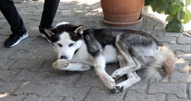 Minibüs Sürücüsü Köpeğin Üzerine Aracını Sürdü