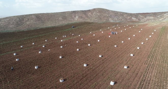 Sezonun Son Patates Hasadı Sürüyor