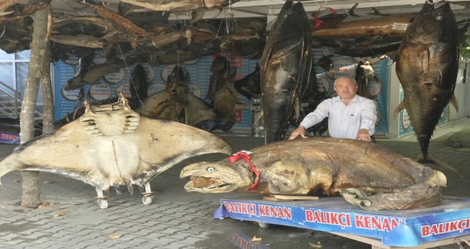 Tavus Kuşu Ve Köpek Balığı Bir Arada