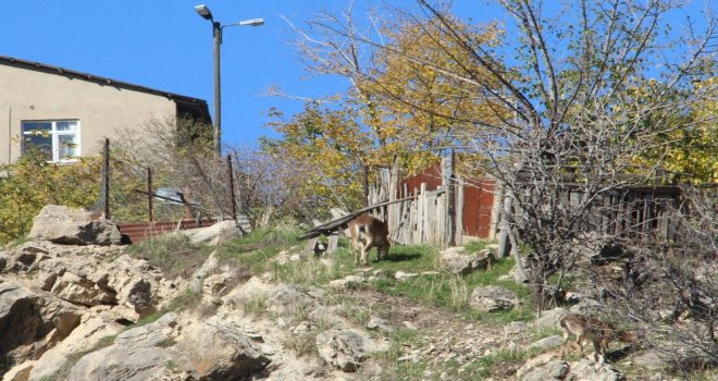 Çemişgezekte Yaban Keçileri İlçe Merkezine Kadar İniyor