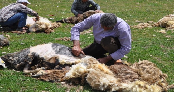 Muşta Koyunlar Kırkılıyor