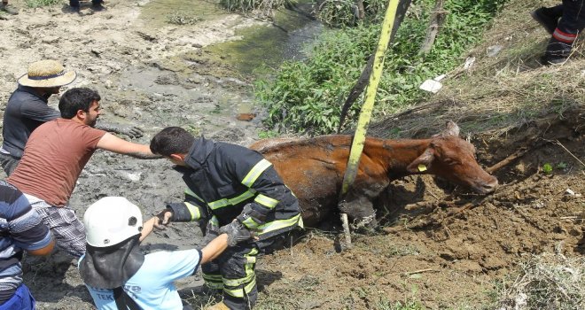 Dereye Batan İnek Bir Buçuk Saatte Kurtarıldı