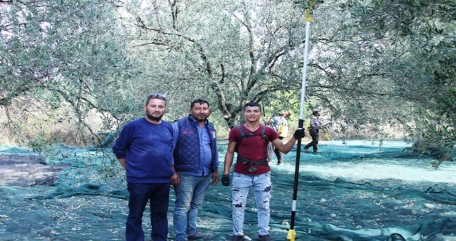 Ayvalıkta Zeytin Üreticisinin Hasat Coşkusu